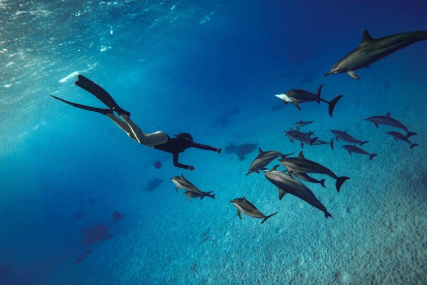 Дельфин обои на рабочий стол 4 к