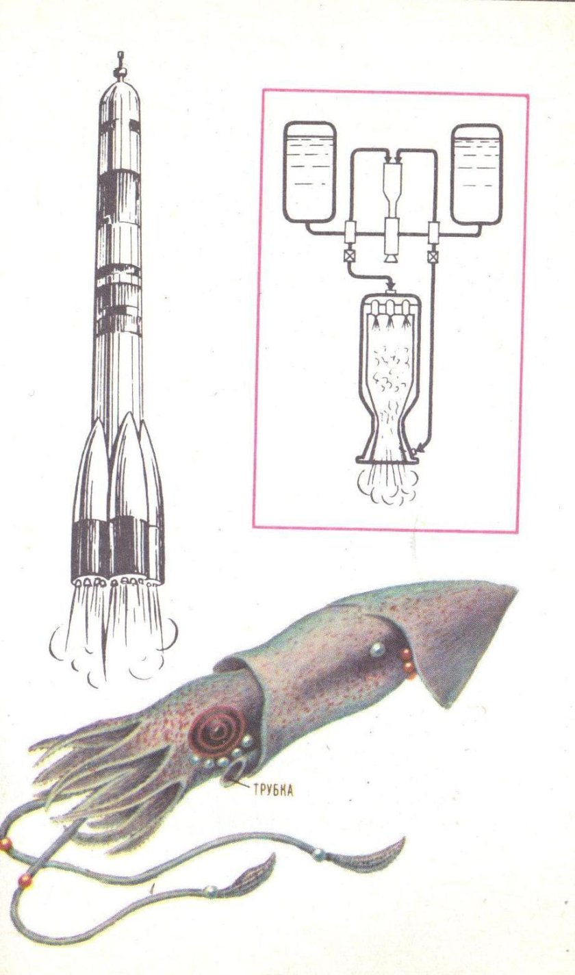 Кальмар и реактивный двигатель Бионика