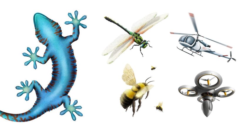 Общеморфологическая Бионика