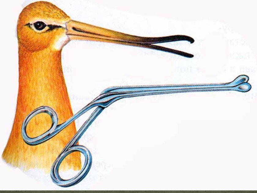 Биологическая Бионика