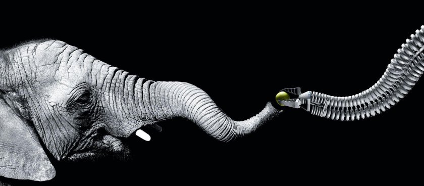 Хобот слона и роботизированная рука