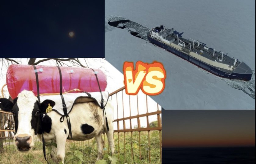 Коровы и метан