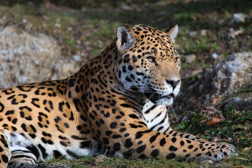 Ягуар животное