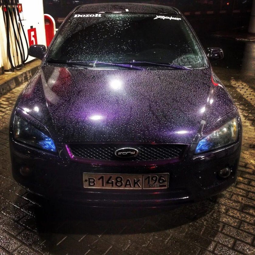 Калина черника 482