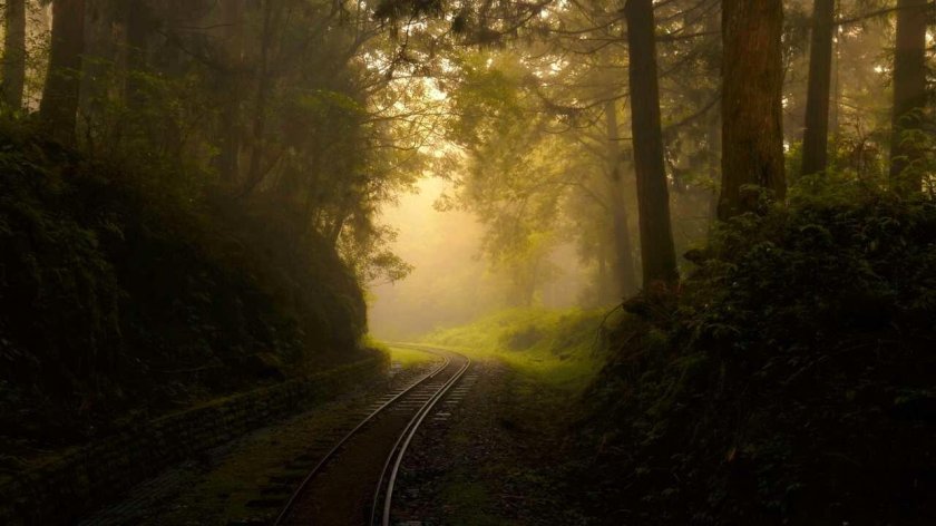 Железная дорога в лесу