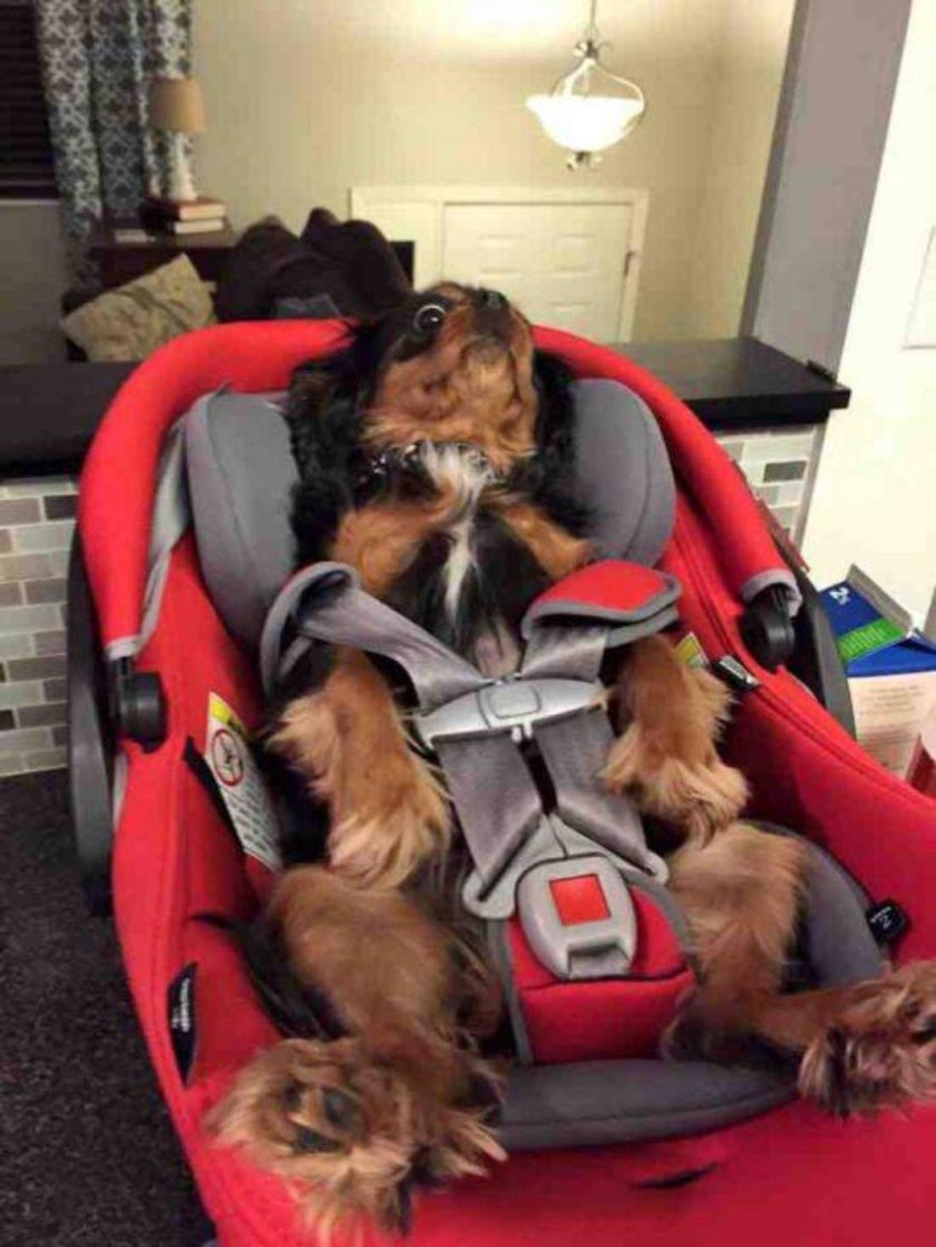 Автокресло для собак мелких пород