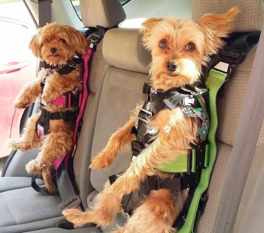 Бигль Йоркширский терьер