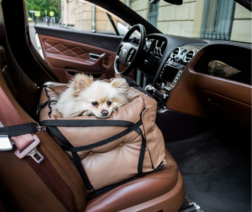 Автомобильное кресло для собак