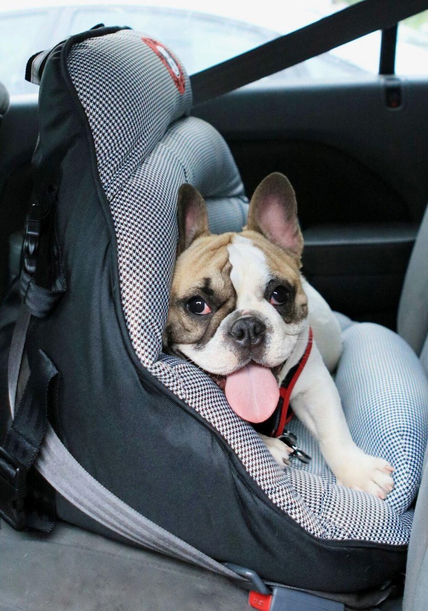 Автомобильное кресло для животных