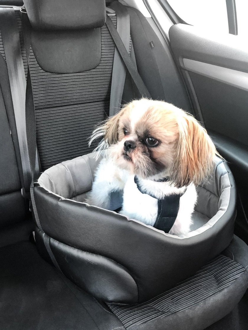 Автокресло для собак