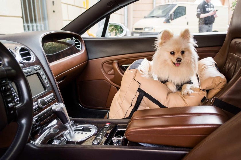 Кресло для собак в автомобиль