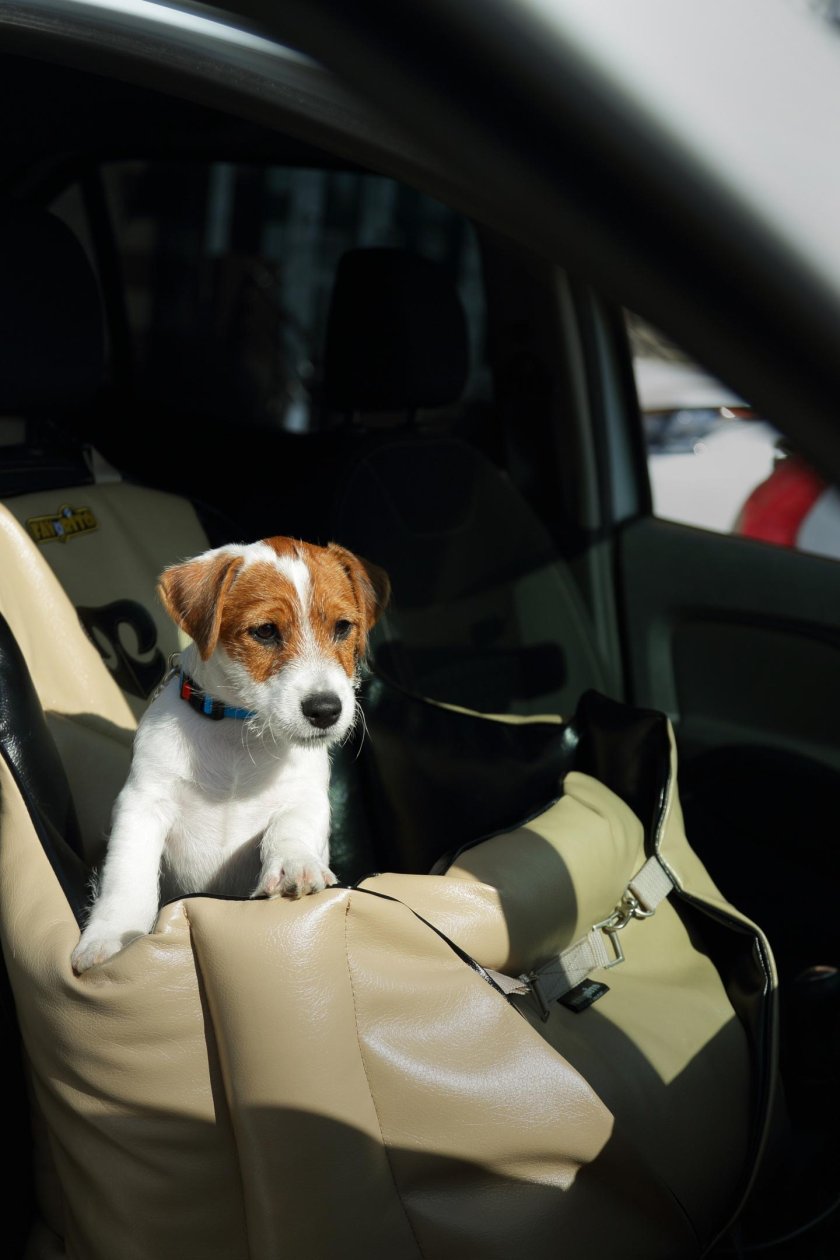 Джек Рассел в автомобиле