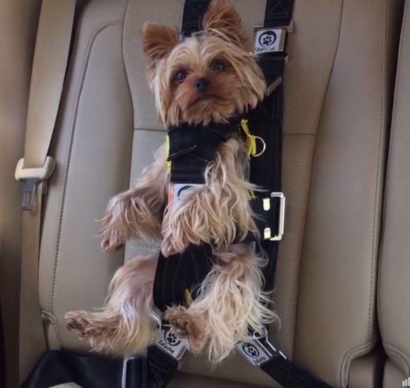 Автокресло для собаки в машину