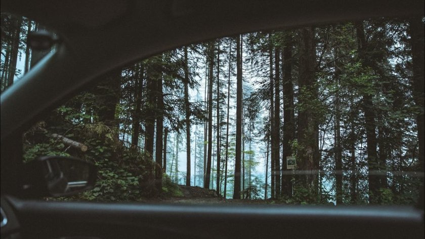 Лес из окна машины