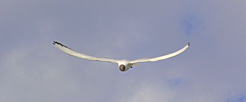 Бреющий полет