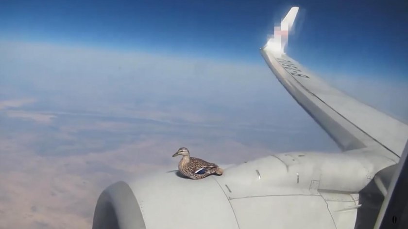 Крыло самолета