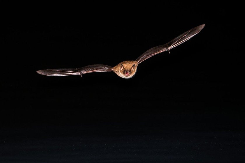 Бреющий полёт