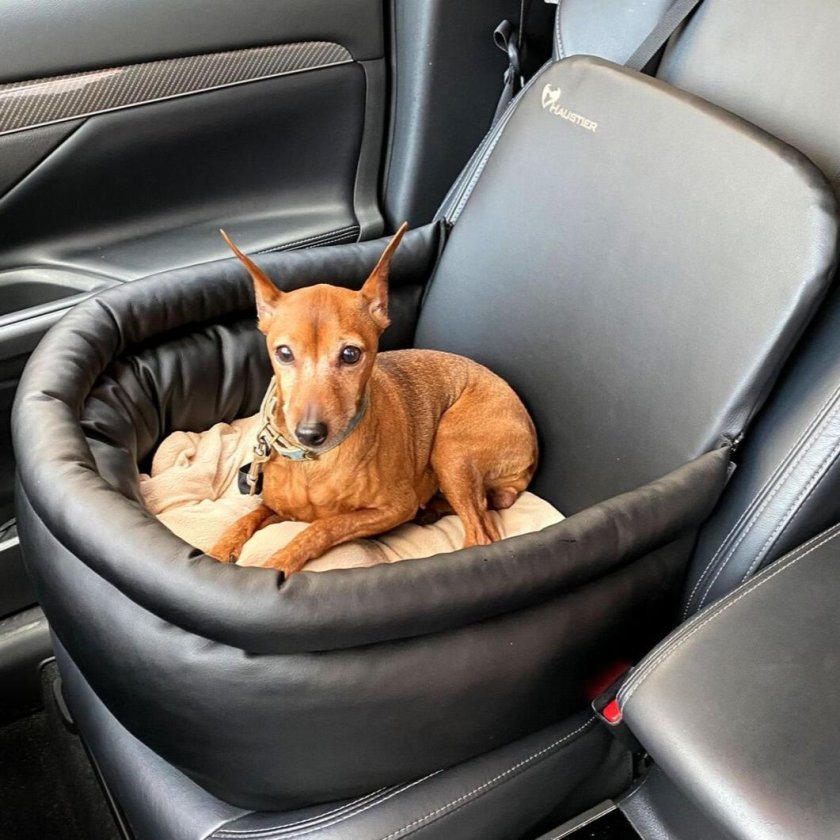Автомобильное кресло для собак