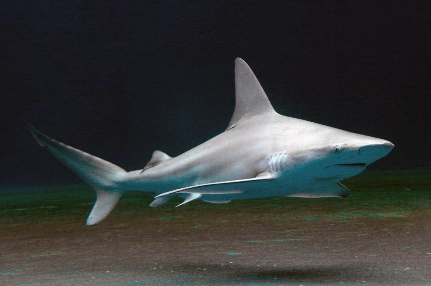 Черноплавничная рифовая акула