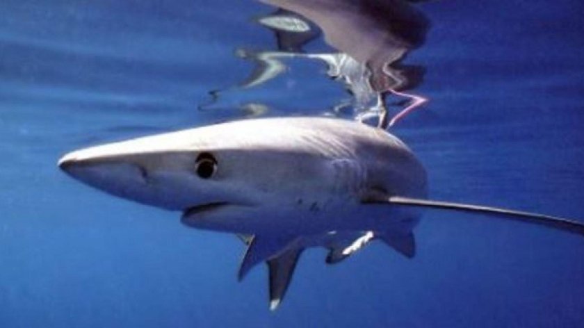 Большеглазая Лисья акула