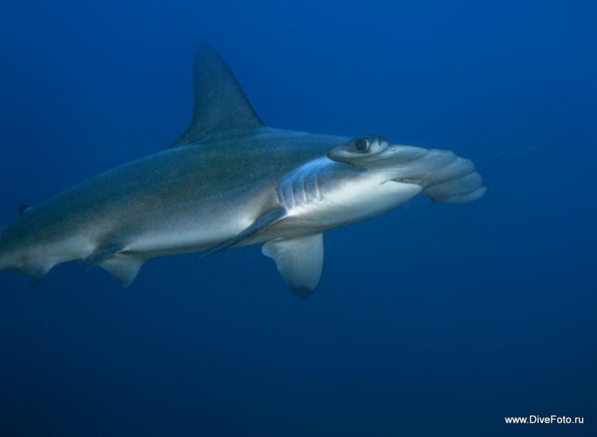 Акула мако акула молот