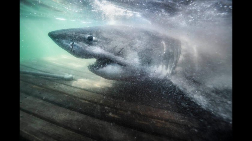 Акула призрак Химера