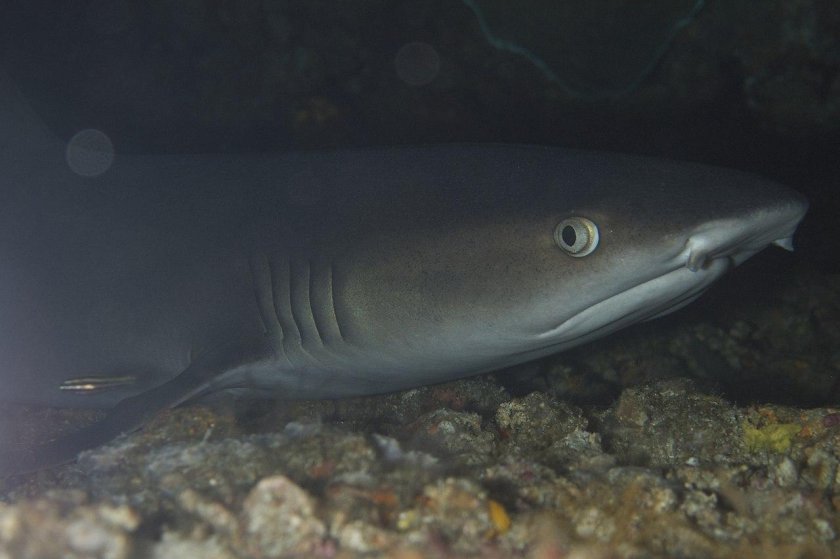 Рифовая акула