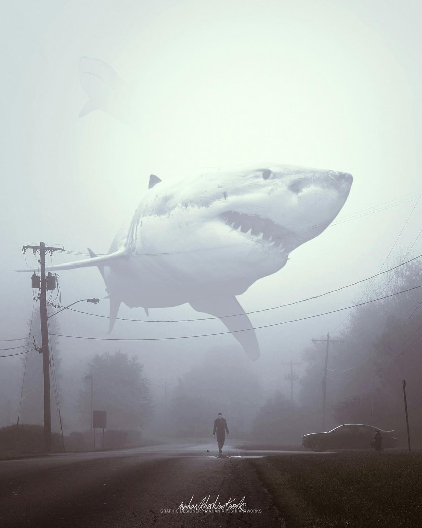 Акула в тумане