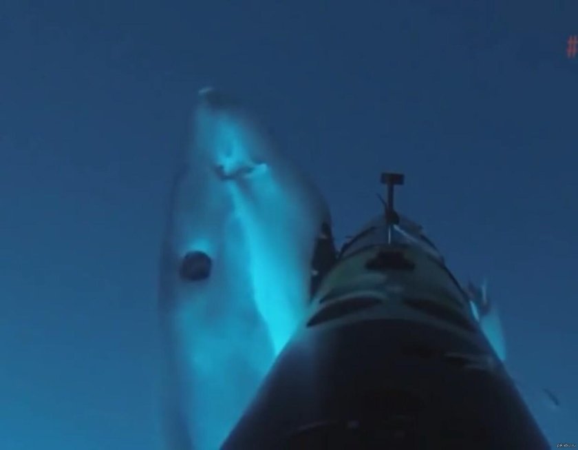 Акула робот