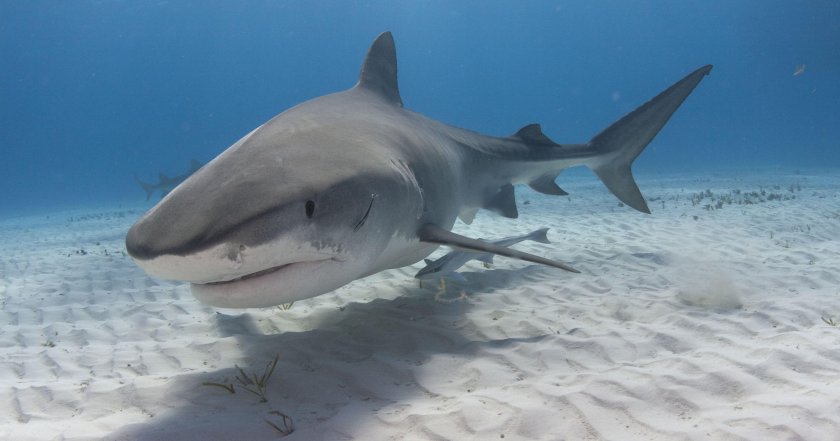 Акулы Средиземного моря