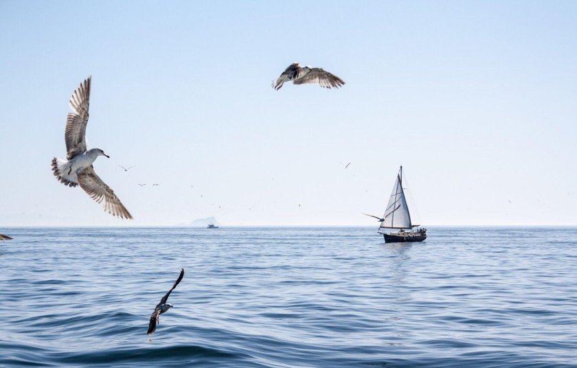 Птицы над морем