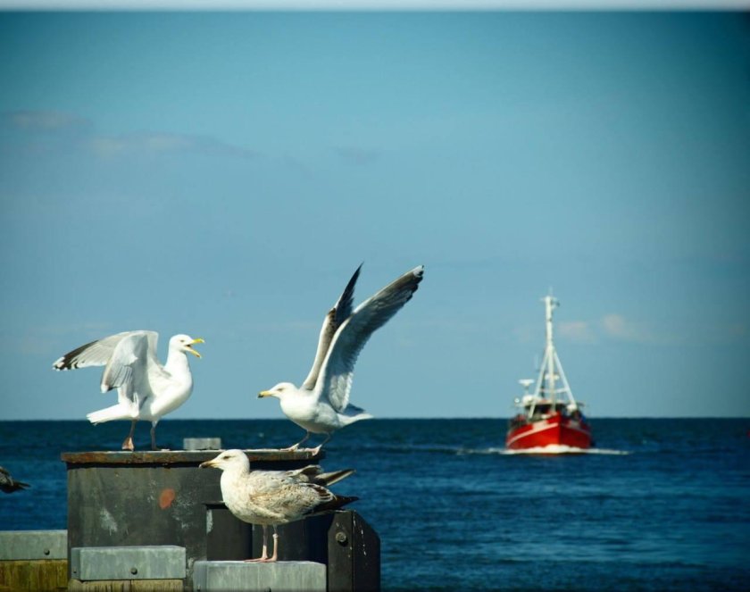 Калининград Чайки