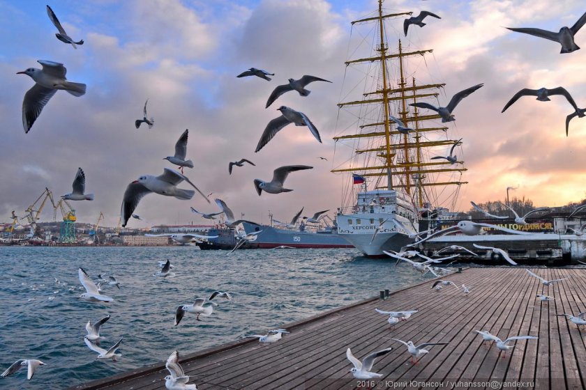 Чайка Севастополь море