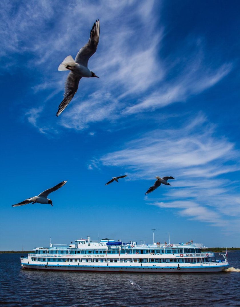 Море, Чайки