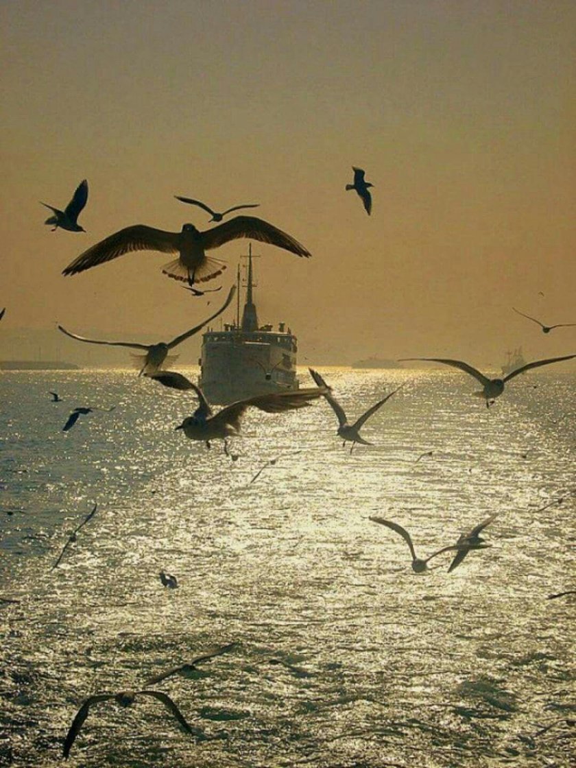 Чайки над кораблем