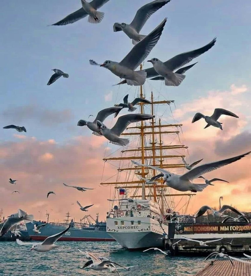Чайки в Севастополе