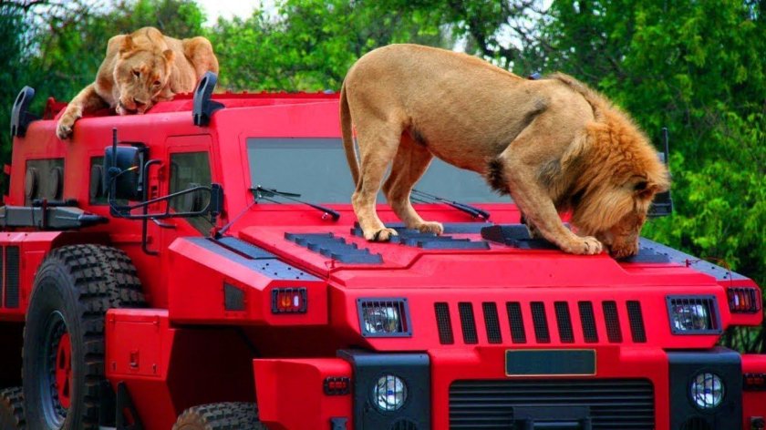 Бронеавтомобиль Мараудер