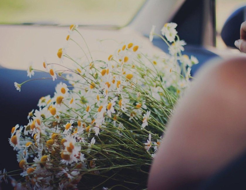 Ромашки в машине
