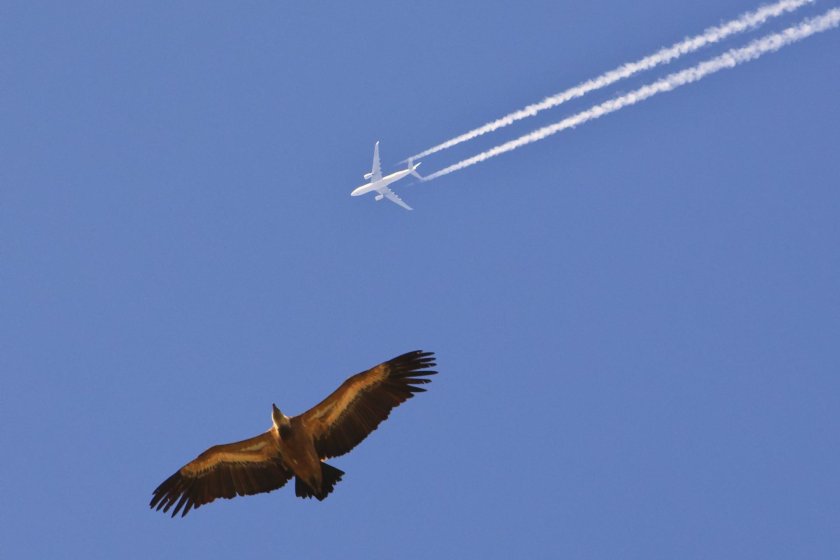 Это птица это самолет