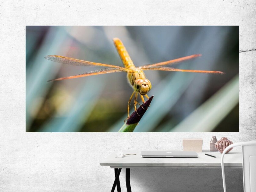 Стрекозы вертолетики