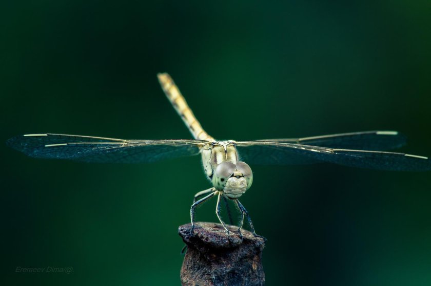 Бионика Стрекоза