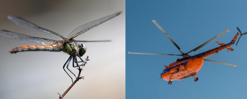 Стрекоза и вертолет Бионика