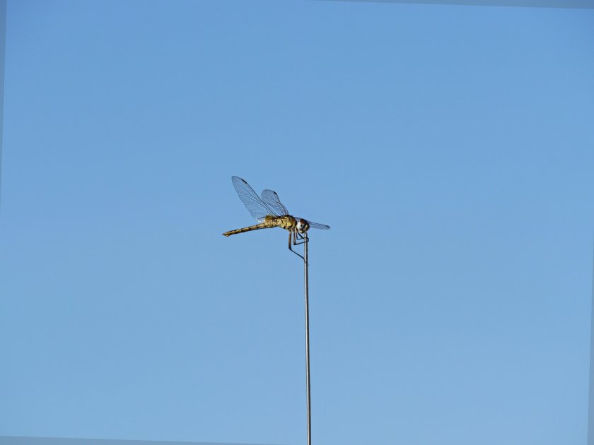 Рассеиватель насекомых на самолете