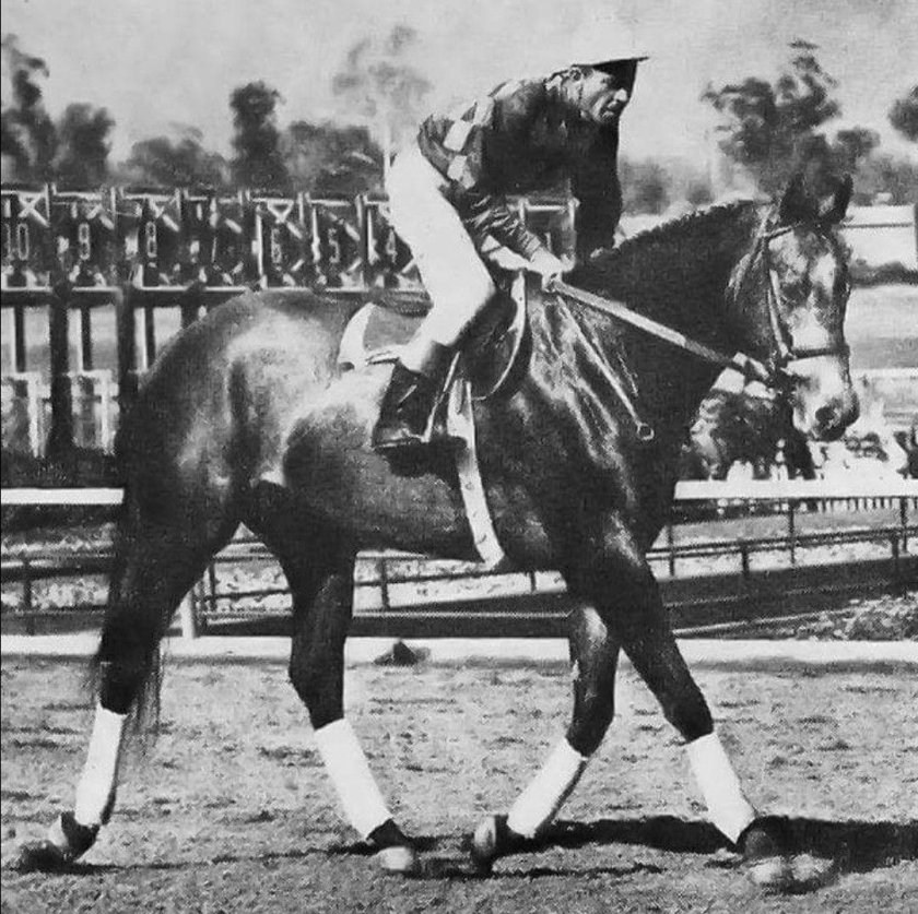 Северная танцовщица лошадь