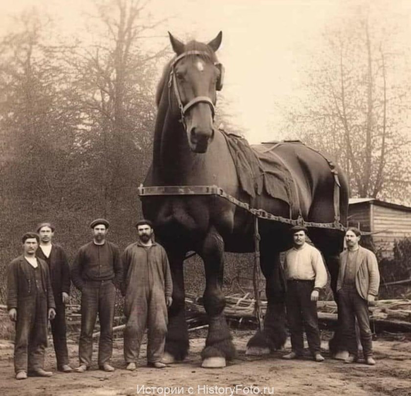 Сампсон лошадь