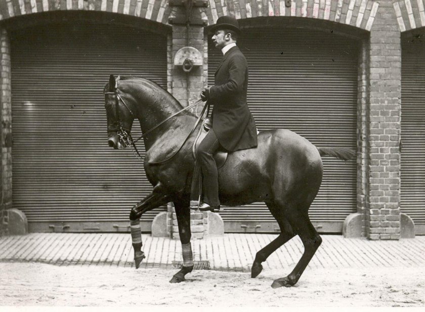 Выездковая лошадь