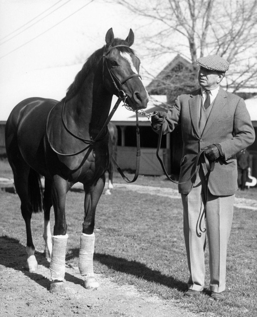 Северный танцор лошадь