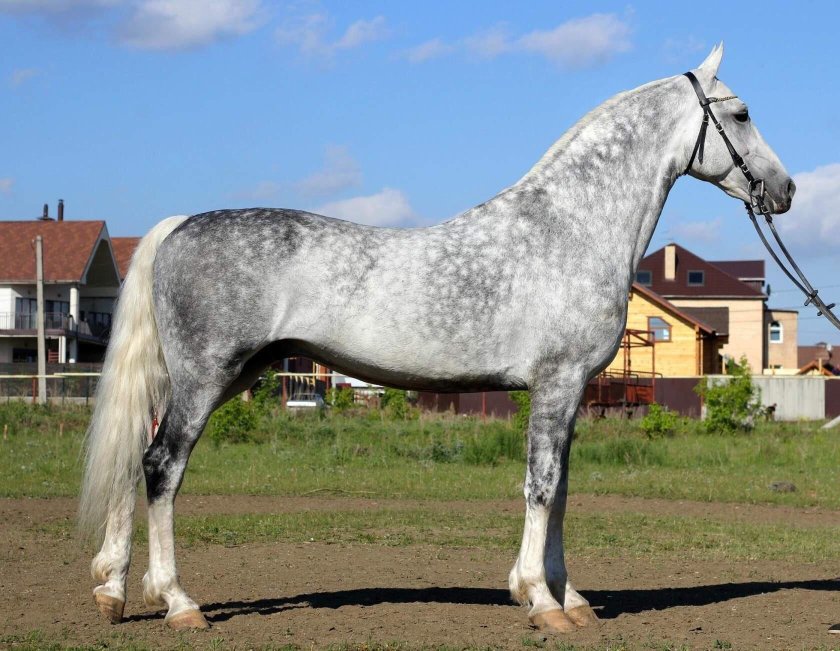 Лошадь породы Орловский рысак