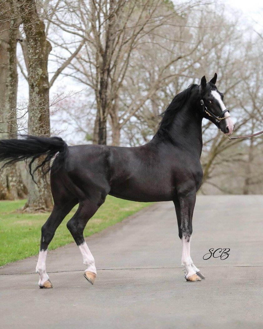 КВПН порода лошадей