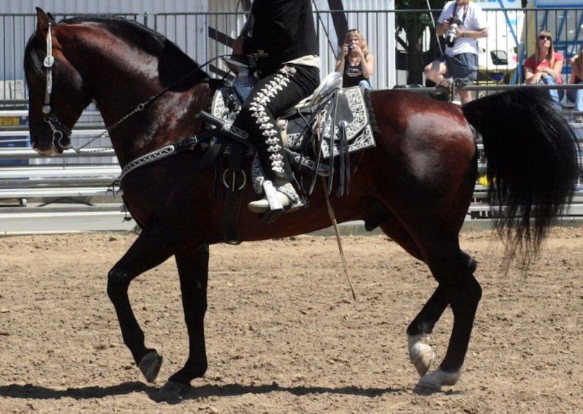 Ацтекская порода лошадей